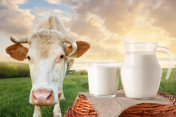 Milch in Krug und Glas mit Kuh — Stockfoto