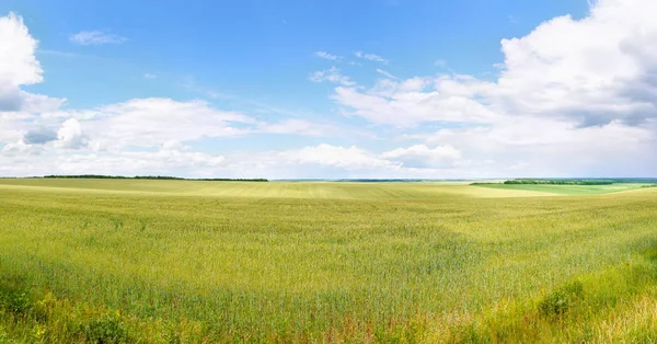 緑の麦畑のパノラマ写真 — ストック写真