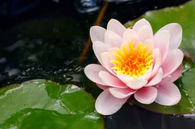 pembe nilüfer çiçeği