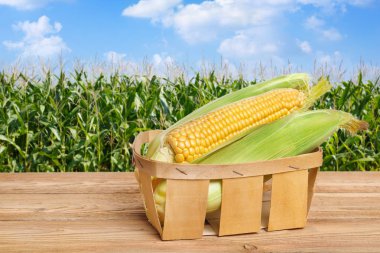 sepet içinde taze mısır koçanı