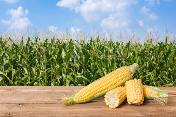 Fresh corn cobs on table — Stock Photo, Image