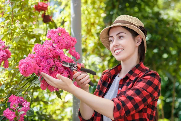 Tukang kebun pemangkasan semak mawar dengan secateurs — Stok Foto