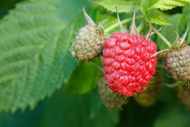 Çalılıklarda ahududular