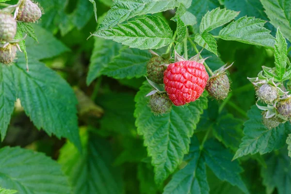 Çalılıklarda ahududular