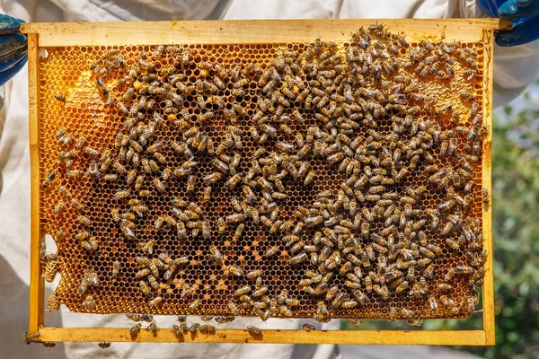 Voštinový plné včel — Stock fotografie