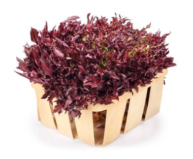 Sepette mor frisee salata