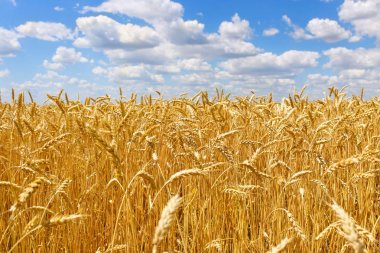 Mavi gökyüzü olan buğday tarlası