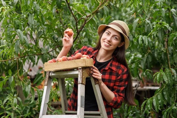 Donna giardiniere raccolta pesche — Foto Stock