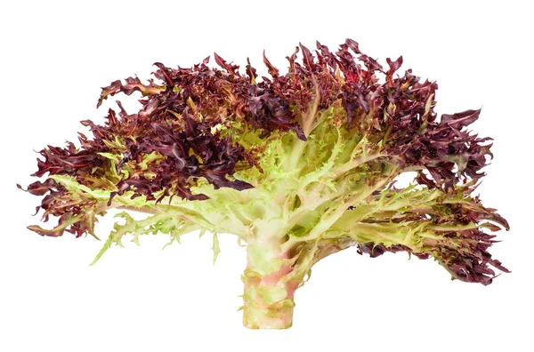 Красный салат изолирован на белом — стоковое фото