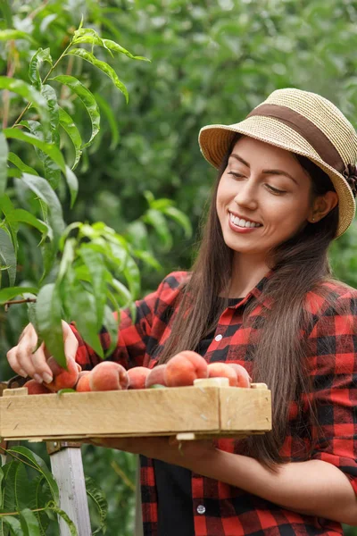 Жінка садівник збирає персики — стокове фото