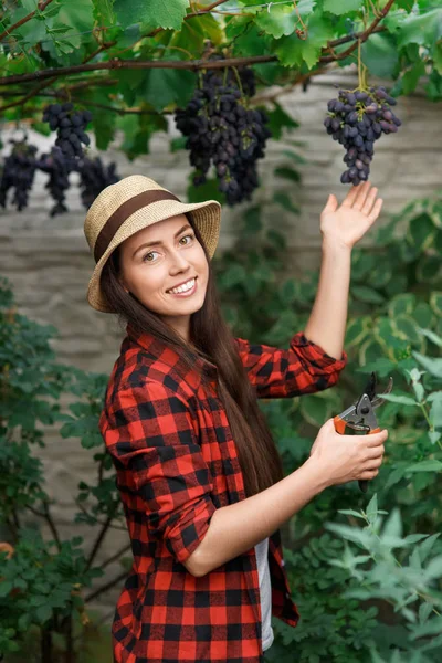 Mulher jardineiro escolhendo uva — Fotografia de Stock