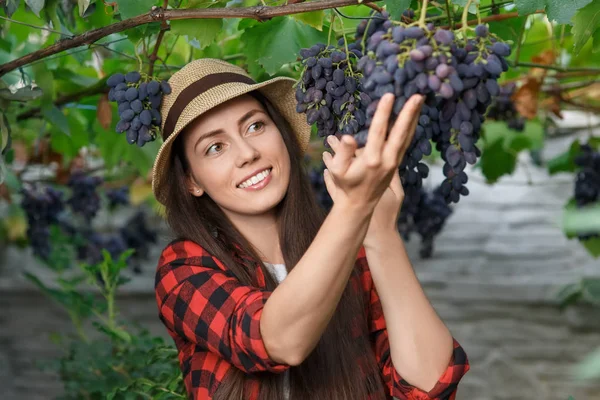 Woman gardener picking grape — Stock Photo, Image