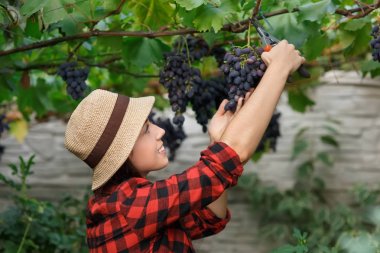 kadın bahçıvan malzeme çekme üzüm