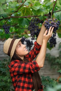 Bahçıvan malzeme çekme üzüm