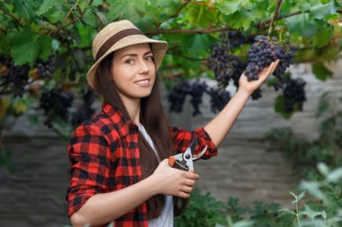 kadın bahçıvan malzeme çekme üzüm