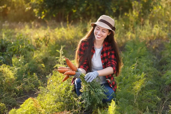 bir sebze bahçesi içinde havuç bahçıvanla