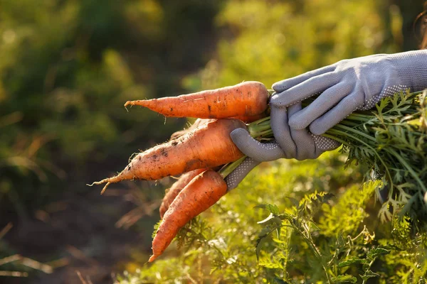 Морковь в руках — стоковое фото