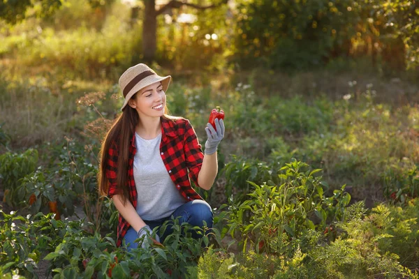 Щаслива жінка садівник з болгарським перцем — стокове фото