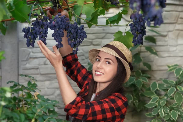 Woman gardener picking grape — Stock Photo, Image