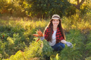 bir sebze bahçesi içinde havuç bahçıvanla