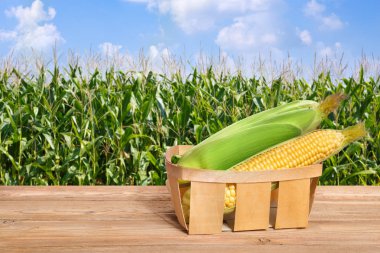 sepet içinde taze mısır koçanı