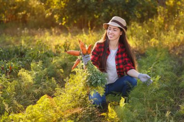 bir sebze bahçesi içinde havuç bahçıvanla