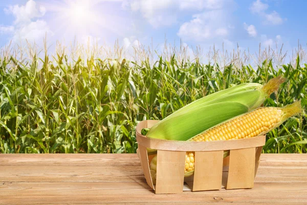sepet içinde taze mısır koçanı