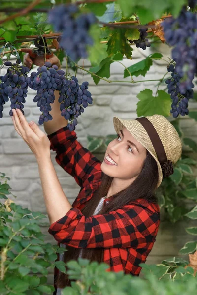 Donna giardiniere raccolta uva — Foto Stock