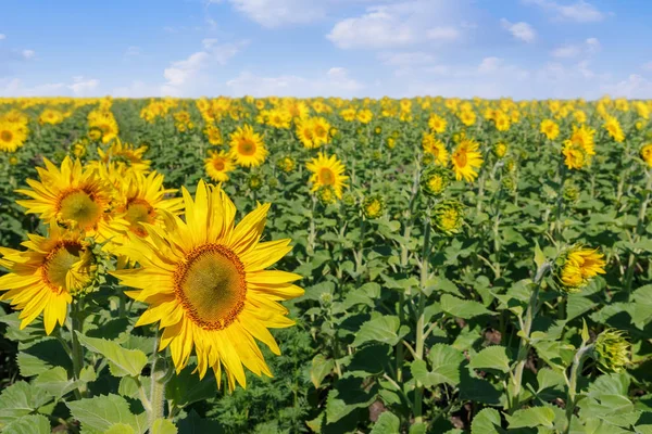 Çiçek açan ayçiçeği tarlası
