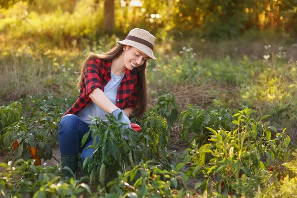 Giardiniere donna con peperone — Foto Stock