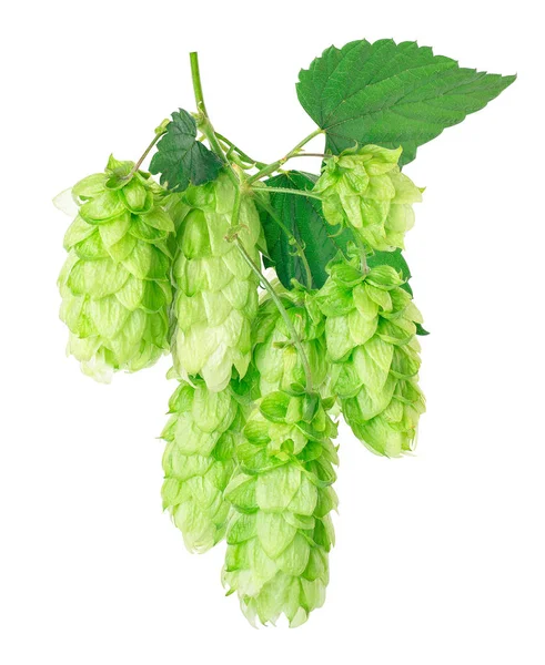 新鲜的绿色啤酒花的分支 — 图库照片