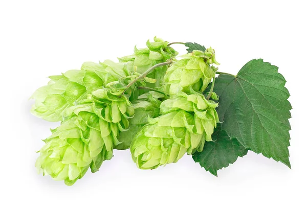 Branch of fresh green hops — Stock Photo, Image