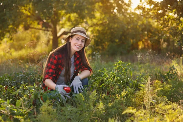 Giardiniere donna con peperone — Foto Stock