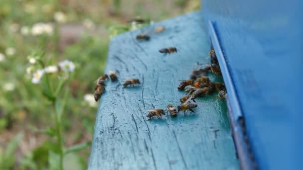 Las abejas vuelan a la entrada de la colmena — Vídeo de stock