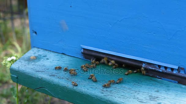 Las abejas vuelan a la entrada de la colmena — Vídeos de Stock