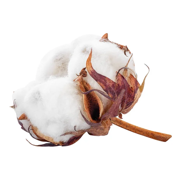 Flor de algodão isolado — Fotografia de Stock
