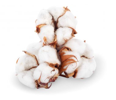 Üç Pamuk bitki çiçek