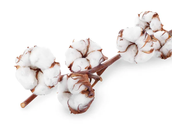 Branch of cotton — Stok fotoğraf