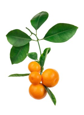 mandalina beyaz izole dalı