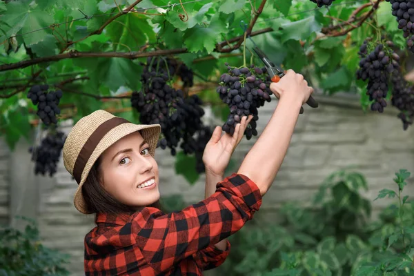 Donna giardiniere raccolta uva — Foto Stock