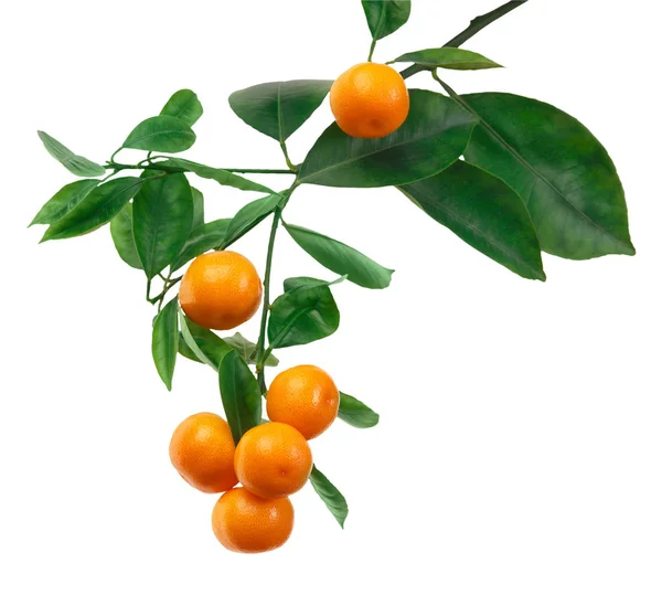 Mandarinen am Ast isoliert auf weiß — Stockfoto