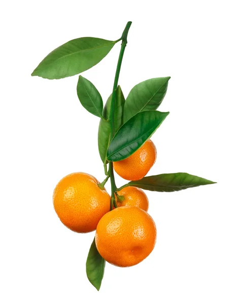 Mandarinas en rama aisladas en blanco — Foto de Stock