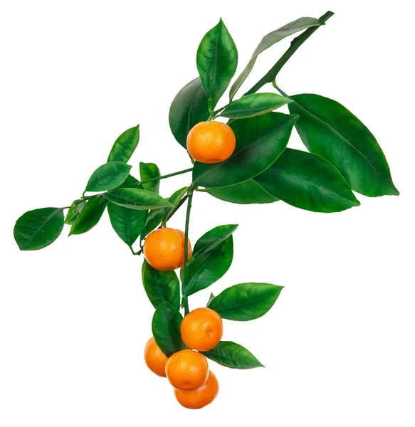 Mandarinen am Ast isoliert auf weiß — Stockfoto