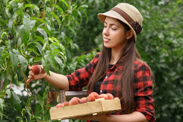 Жінка садівник збирає персики — стокове фото