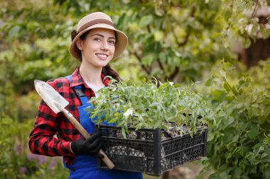 Fidan domates kutusunda tutan kadın bahçıvan