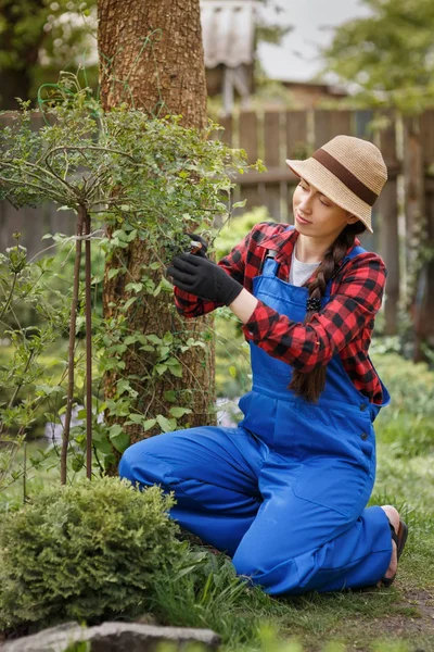Giardiniere donna in abiti da lavoro taglio cespuglio di rose — Foto Stock