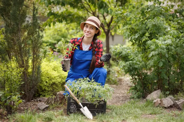 Giardiniere donna che tiene piantina di semenzaio di pomodoro — Foto Stock