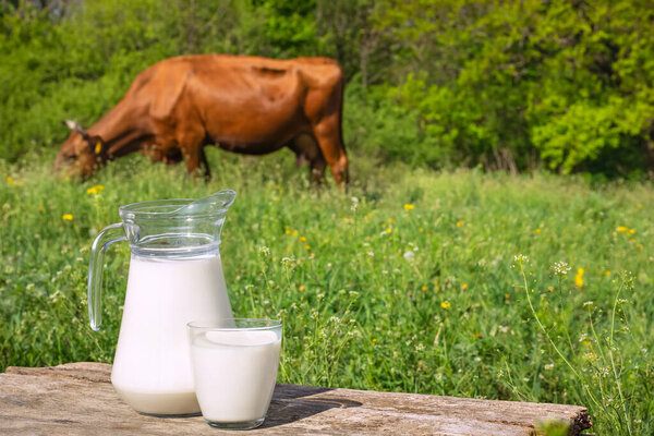 Молоко с коровой на заднем плане
