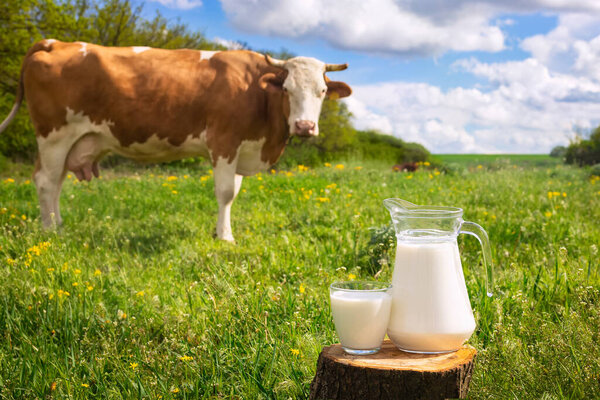 Молоко с коровой на заднем плане
