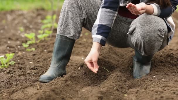 Farmer planting seeds — Stock Video